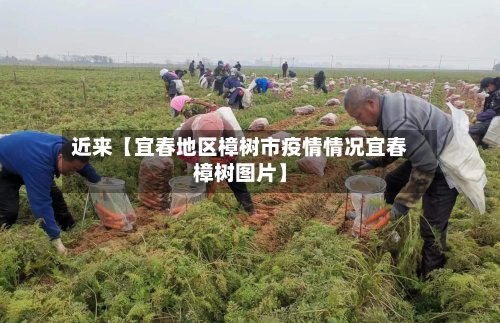 近来【宜春地区樟树市疫情情况宜春樟树图片】