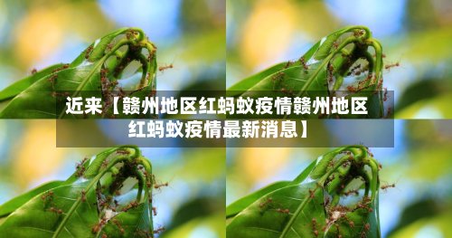 近来【赣州地区红蚂蚁疫情赣州地区红蚂蚁疫情最新消息】