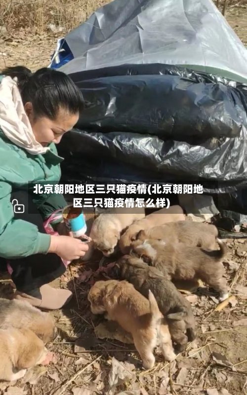北京朝阳地区三只猫疫情(北京朝阳地区三只猫疫情怎么样)-第3张图片