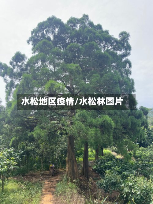 水松地区疫情/水松林图片