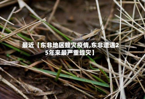 最近【东非地区蝗灾疫情,东非遭遇25年来最严重蝗灾】-第2张图片