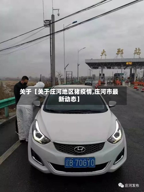 关于【关于庄河地区猪疫情,庄河市最新动态】-第3张图片